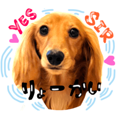 [LINEスタンプ] 高橋家のミニチュアダックスベイリー 第2弾