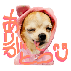 [LINEスタンプ] 我が家犬スタンプ