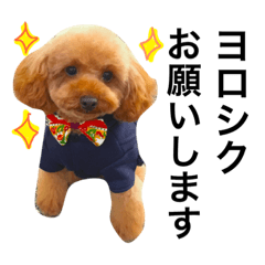 [LINEスタンプ] トイ・プードルちくわ☆日常会話ver.