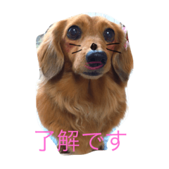 [LINEスタンプ] ちょこふく