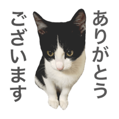 [LINEスタンプ] はちこ（日常2）