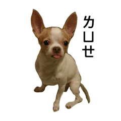 [LINEスタンプ] zewa is a dog