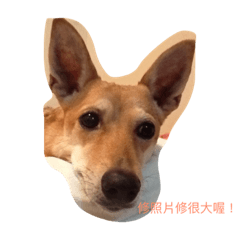 [LINEスタンプ] Niuniu is a dog or deer