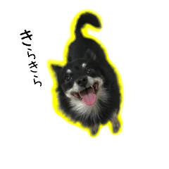 [LINEスタンプ] お嬢様ぽめらにあんちわわ・ちびたん