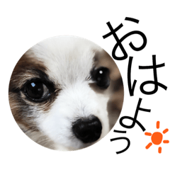 [LINEスタンプ] 愛犬パピヨンのライちゃんと猫のキラ