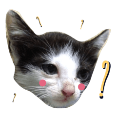 [LINEスタンプ] Tac a Cat