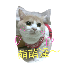 [LINEスタンプ] Lovely cat :Meebo