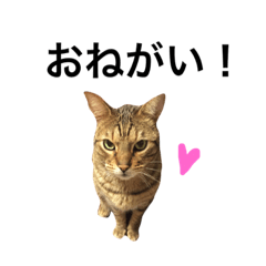 [LINEスタンプ] 猫、伝える