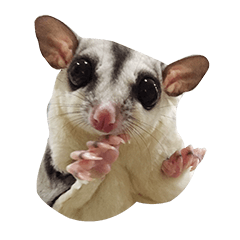 [LINEスタンプ] Sugar Glider Nomkhon