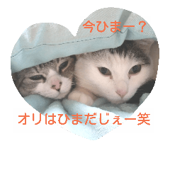 [LINEスタンプ] にゃこにゃこ家族