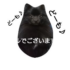 [LINEスタンプ] 黒ポメハル