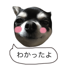 [LINEスタンプ] チワワ くーちゃん