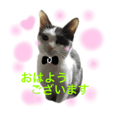[LINEスタンプ] purimo-healing *cat