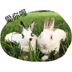 [LINEスタンプ] Rabbit. Bunny family records