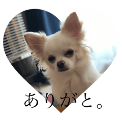 [LINEスタンプ] チワワのふうた！