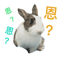 [LINEスタンプ] Rabbit kingg