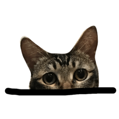 [LINEスタンプ] cats and words