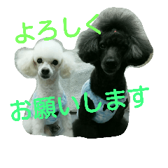 [LINEスタンプ] わんこ仲間