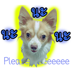 [LINEスタンプ] Thai Cute Chihuahua