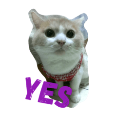 [LINEスタンプ] Happy Cat Meebo