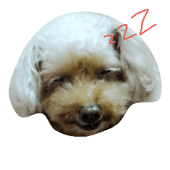 [LINEスタンプ] Miniature Poodle