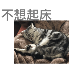 [LINEスタンプ] Haru the cat in dairy life 2