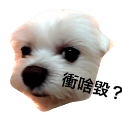 [LINEスタンプ] MOMO Head