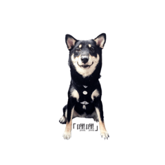 [LINEスタンプ] shiba everyday