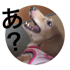 [LINEスタンプ] ダックスで日常を♡