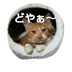 [LINEスタンプ] みょー愚連隊