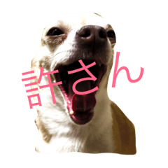 [LINEスタンプ] Hana dog japan