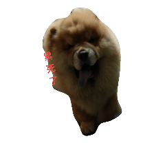 [LINEスタンプ] Chow Chow one