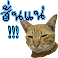 [LINEスタンプ] cat collar green