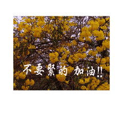 [LINEスタンプ] yellow orange color system wind suzuki
