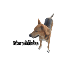 [LINEスタンプ] Saddle Dog