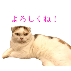 [LINEスタンプ] 睨み猫、マルとそのお友達のスタンプ