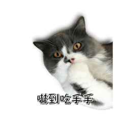 [LINEスタンプ] Some cute cat