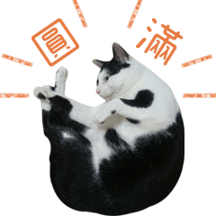 [LINEスタンプ] FatCat's Life