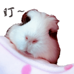 [LINEスタンプ] Guinea pigs wow_wow