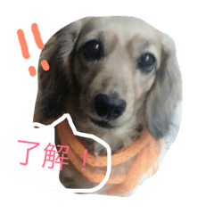 [LINEスタンプ] 青山家のミクちゃん