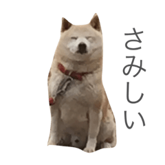 [LINEスタンプ] 柴犬のバズ