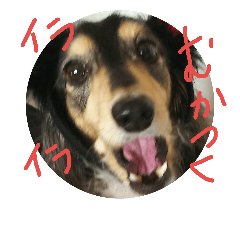 [LINEスタンプ] love pretty Dog