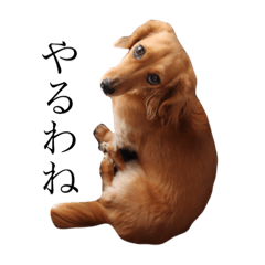 [LINEスタンプ] はじめてのミニチュアダックス3