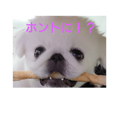 [LINEスタンプ] ペキニーズのモモ2