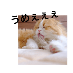 [LINEスタンプ] うちのうめくん3