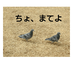 [LINEスタンプ] 野鳥(はと、かも)