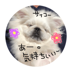 [LINEスタンプ] 鼻ぺちゃベルさん。