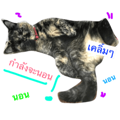 [LINEスタンプ] fergie-cat