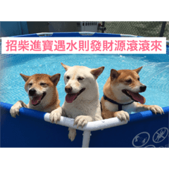 [LINEスタンプ] shiba happy new yars