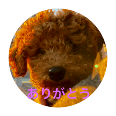 [LINEスタンプ] こたぷー